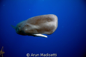 Happy new year! 
Taken under permit by Arun Madisetti 